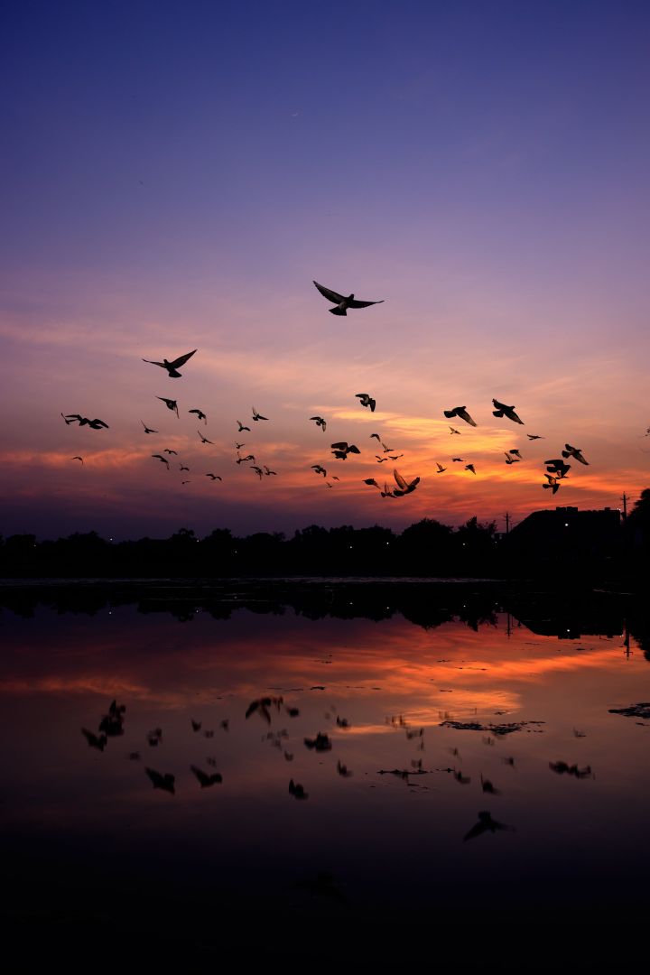Birds Flying on a Twilight sky